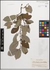Foto von Salix caprea L. x Salix grandifolia Ser.